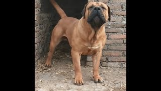 Fantastic SOUTH AFRICAN BOERBOEL Dogs In The World [upl. by Oconnor]