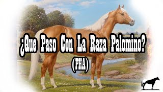 Los Caballos Palominos Raza O Pelaje🐴Del Cerro Soy [upl. by Yovonnda843]