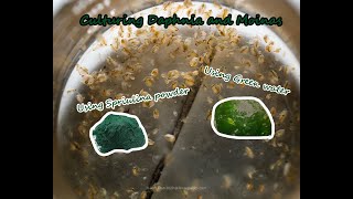 How To Culture Daphnia and Moinas using Green Water Spirulina powder [upl. by Sansbury]