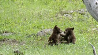 Bear Cubs Play Fight Each Other [upl. by Raimondo]