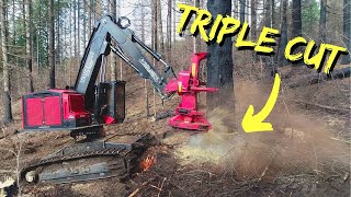 TimberPro TL775D  Triple Cutting Monster Timber [upl. by Marwin689]