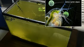 Raising Daphnia for the Freshwater Aquarium [upl. by Marte394]