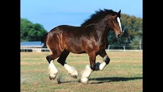 Razas Equinas Percheron Frances  TvAgro por Juan Gonzalo Angel [upl. by Gav390]