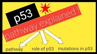 p53 tumor suppressor gene  SIMPLEST explanation [upl. by Drol]