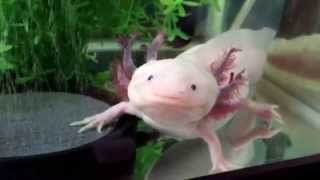 Salamander Pet  Axolotl Close Up [upl. by Odnumyar]