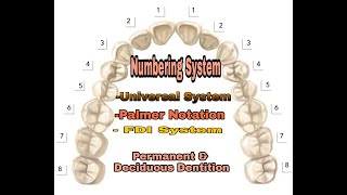 Tooth Numbering system for Deciduous amp Permanent dentitionUniversal Palmer notation amp FDI [upl. by Ahseeyt]