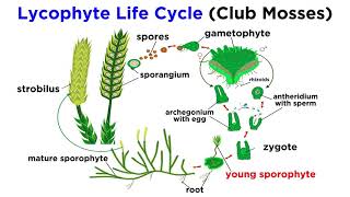 Lycophytes Early Vascular Plants [upl. by Three]