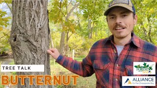 Tree Talk Butternut [upl. by Pompea]