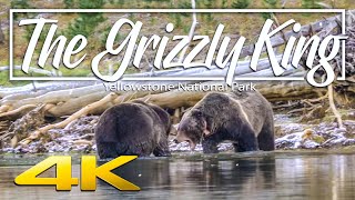 The Grizzly King  Giant Grizzlies fighting in Yellowstone National Park 4K [upl. by Max]