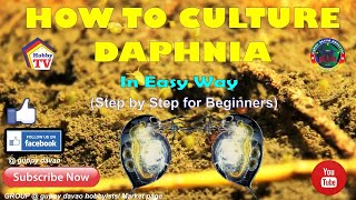 HOW TO CULTURE DAPHNIA In Easy Way [upl. by Aryajay]