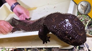 Japanese Giant Salamander CAUGHT [upl. by Adnuahsal]