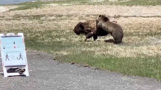 Bear And Bison Fight At Yellowstone National Park [upl. by Wachter]