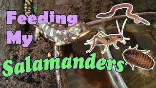 Feed My Pet Friday Tiger Salamanders [upl. by Akimad]