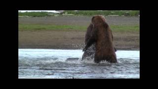 GRIZZLY FIGHT COMPILATION HD katmai alaska Grizzly vs Grizzly bear fight [upl. by Reizarf]