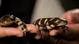 6 Tiger amp Fire Salamander Care Tips  Pet Reptiles [upl. by Raseda555]