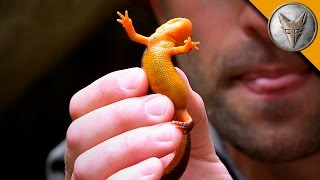 Extremely Poisonous Newt [upl. by Lynnell]